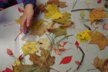 nature on a sticky table